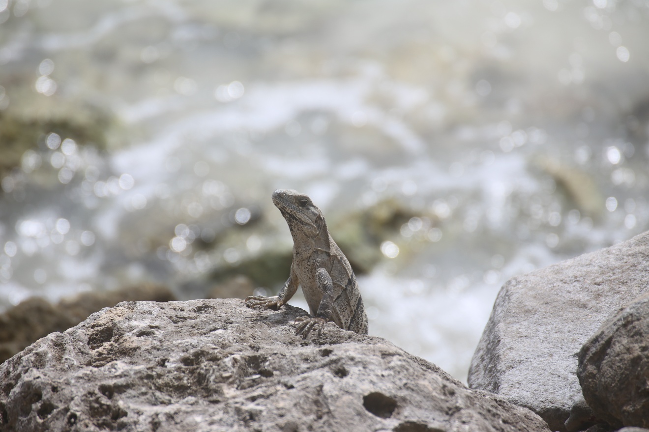Lizard on the rock