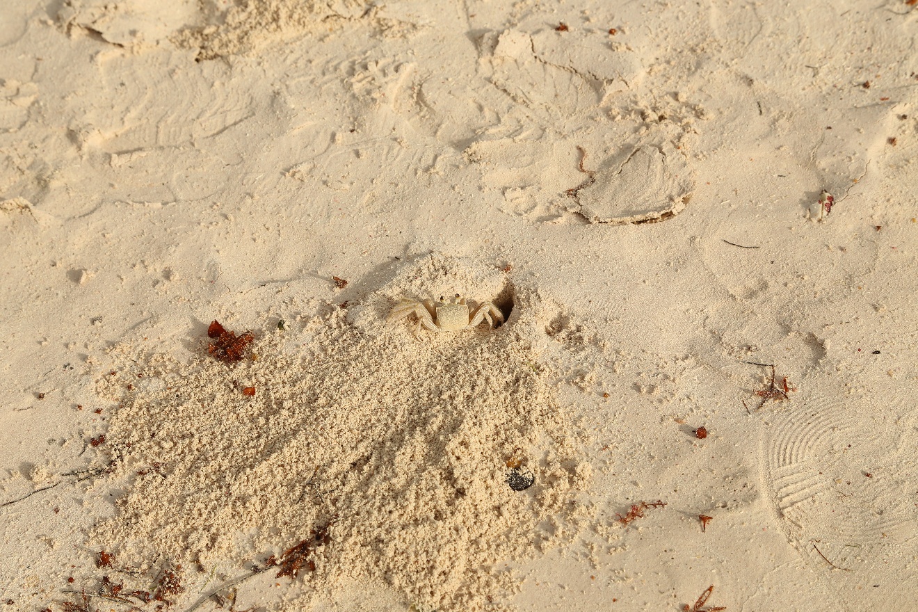 Sand crab