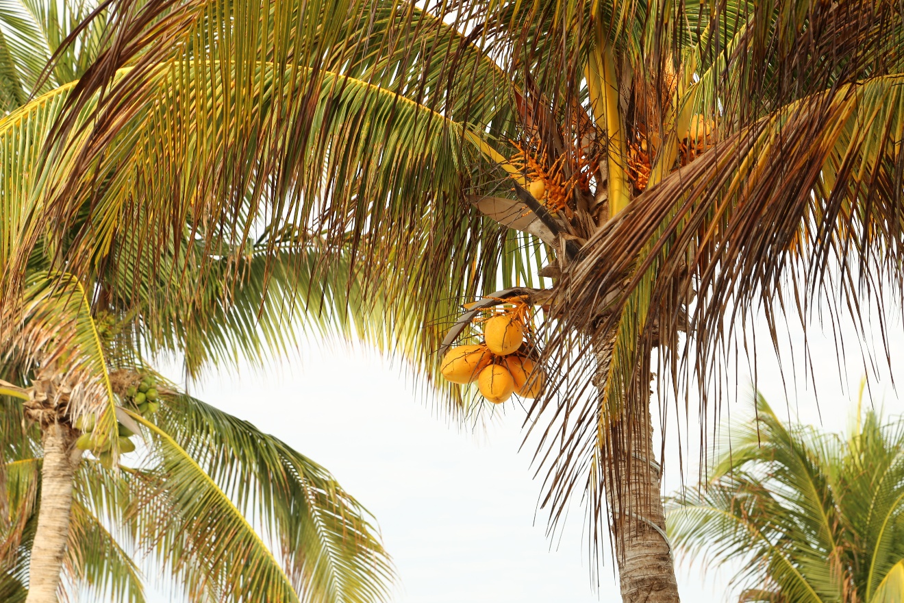 Yellow coconuts