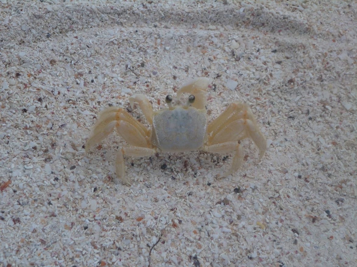 Whit crab