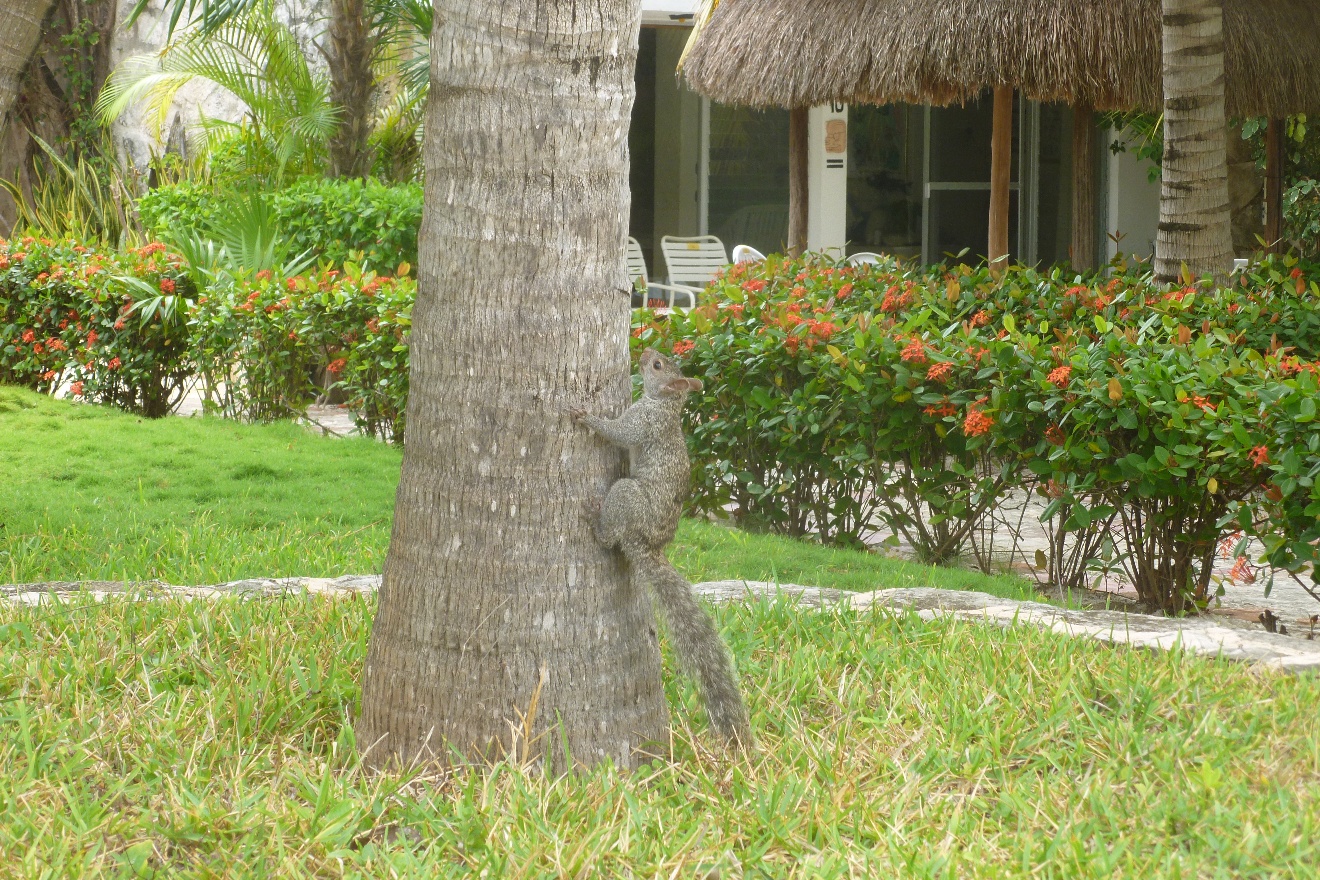 Mexican squirrel