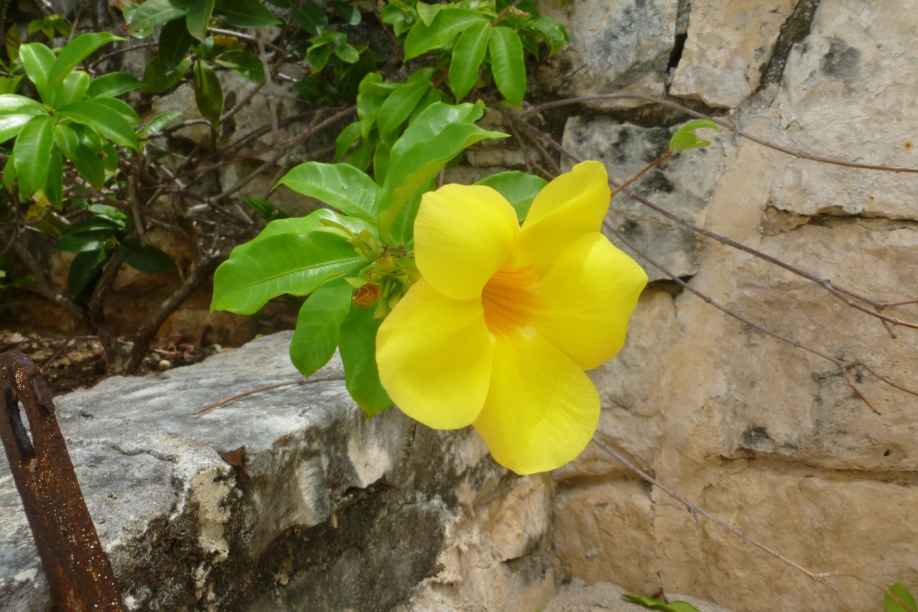 Yellow flower