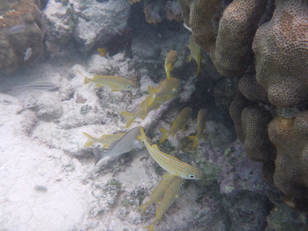 Big eye yellow snapper