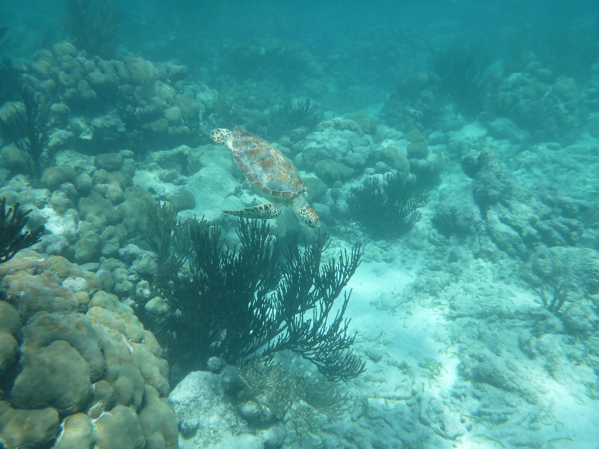 P1000878.jpg