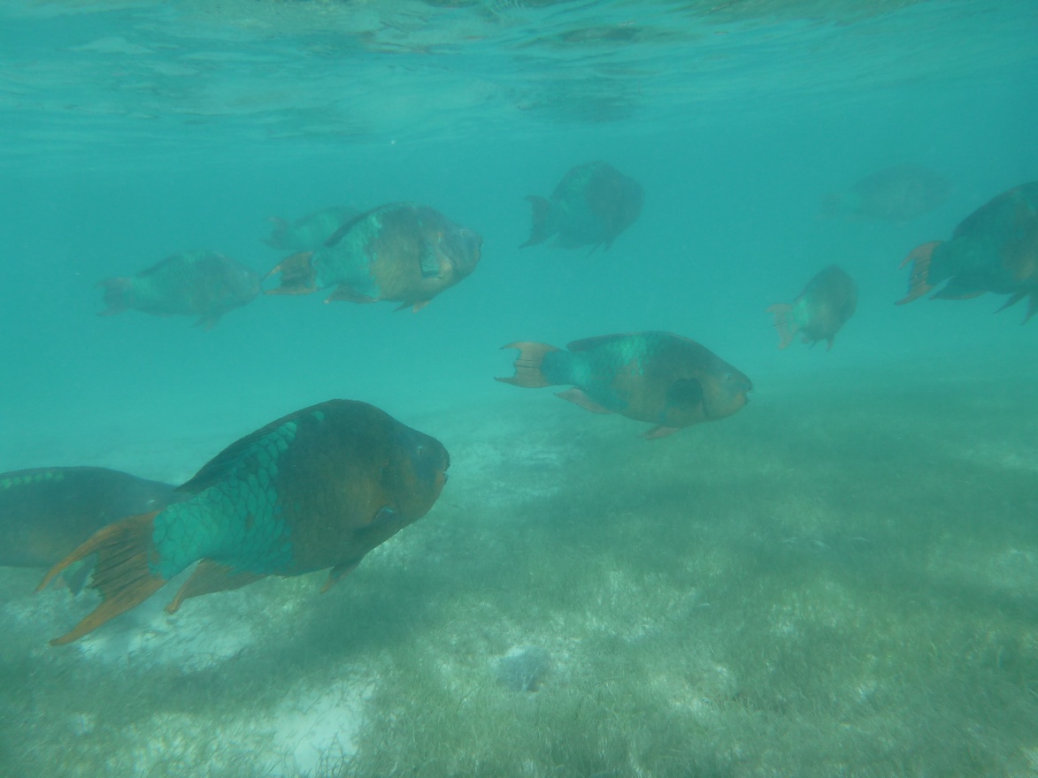 Large parrot fish