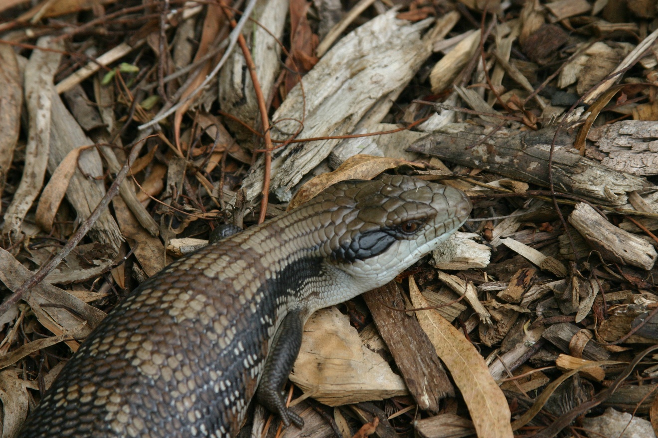 Lizard