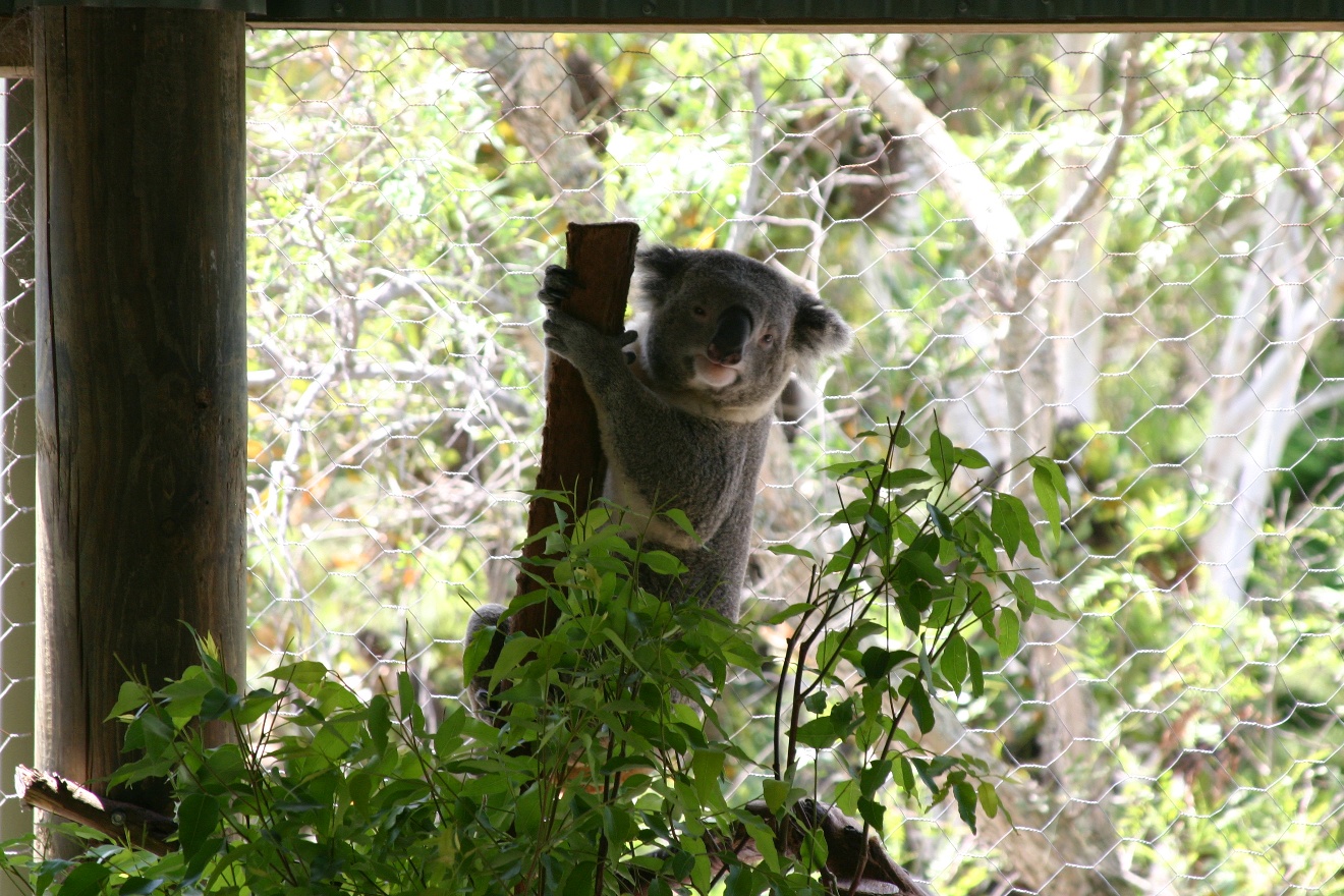 Friendly Coala