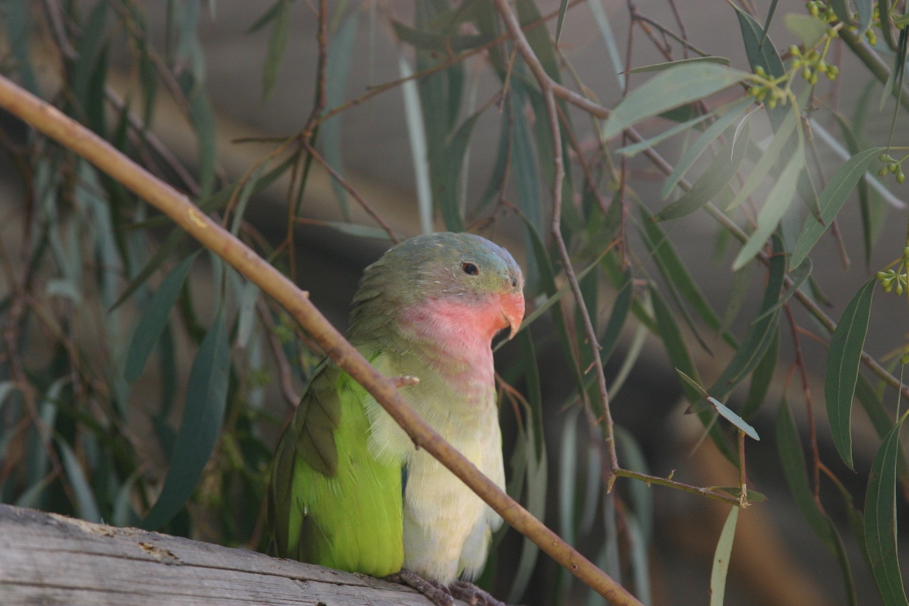 Simply a parrot