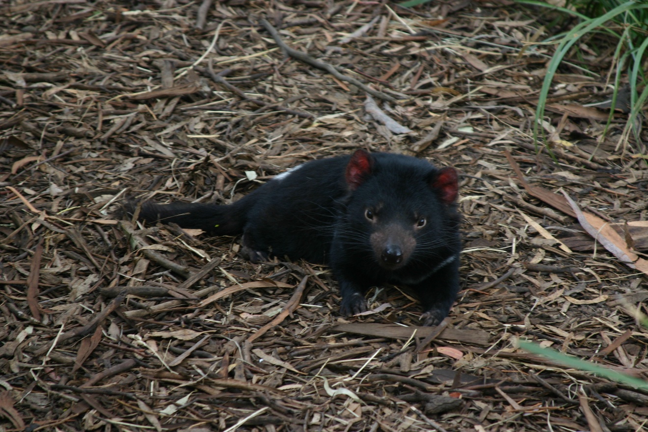 Tasmanian Devil