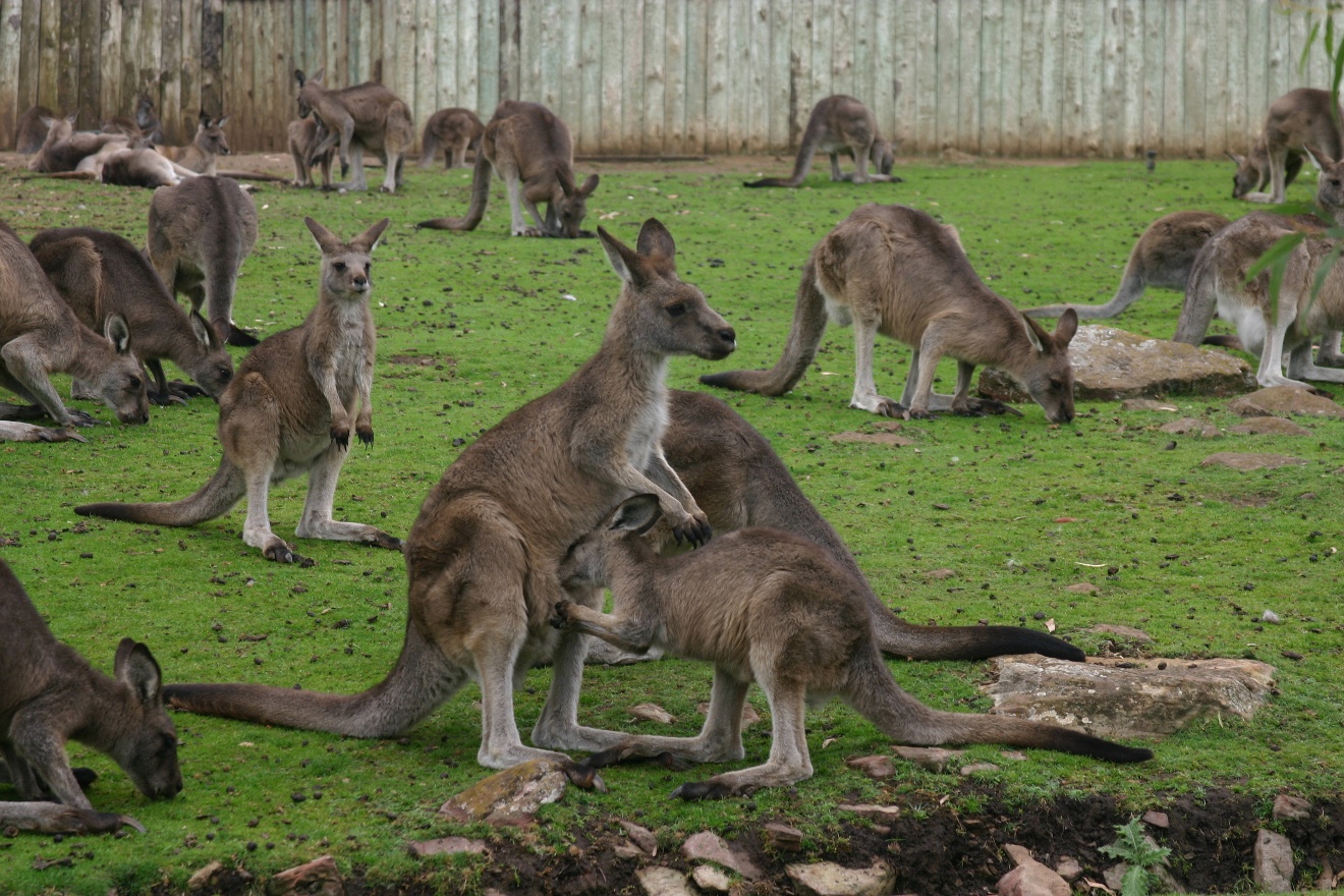 Fellows Kangaroos