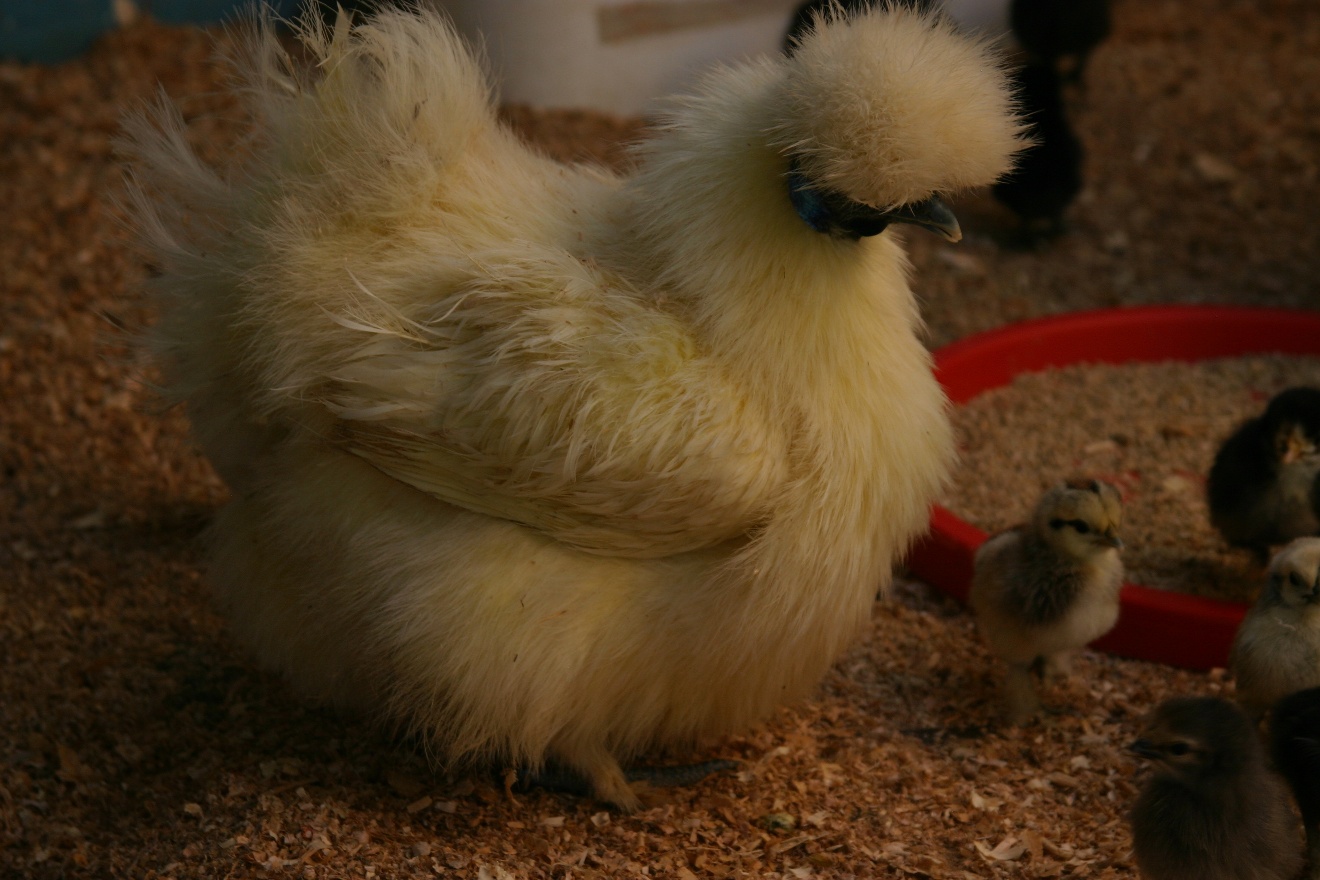 Fancy chicken