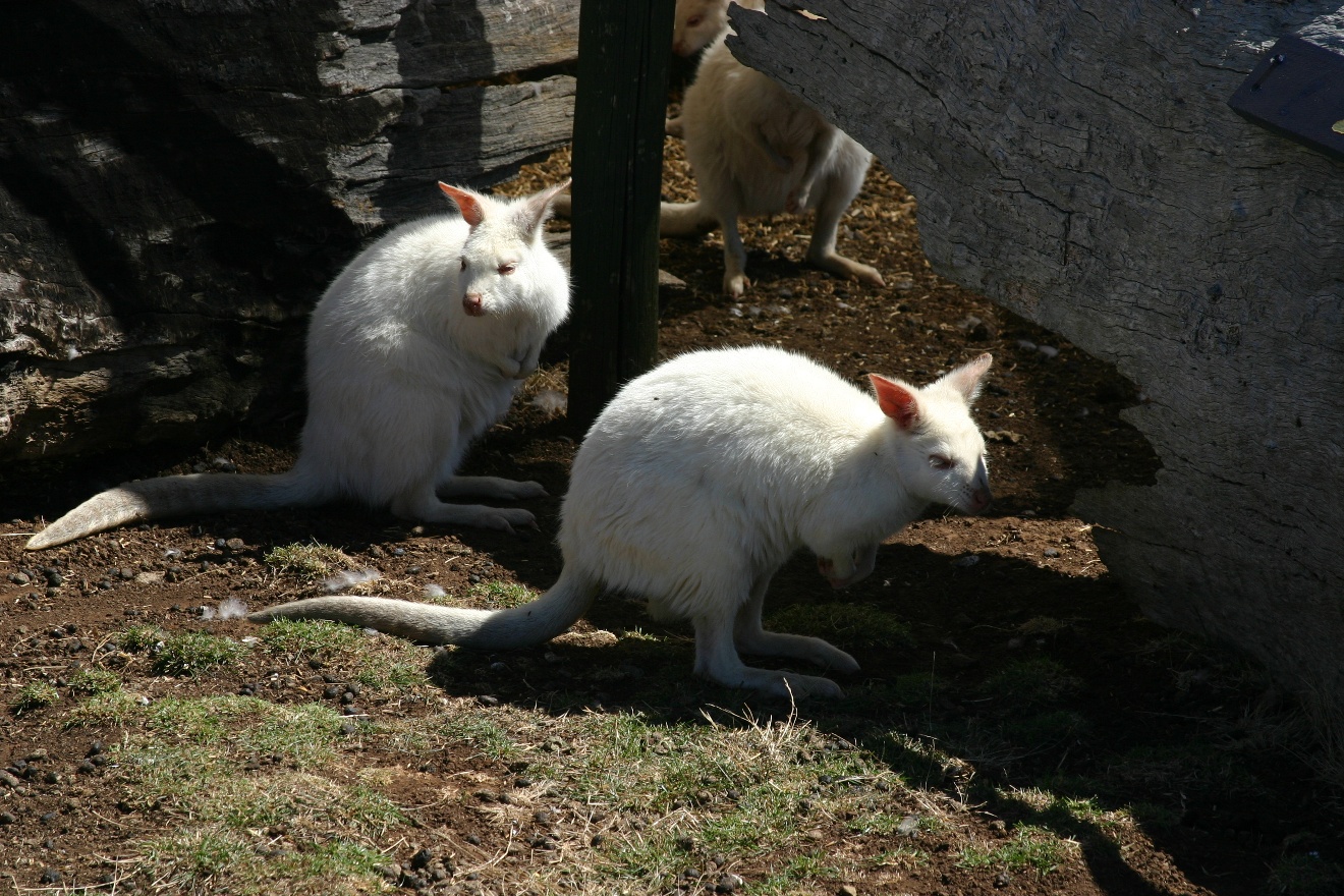 White Kangaroos