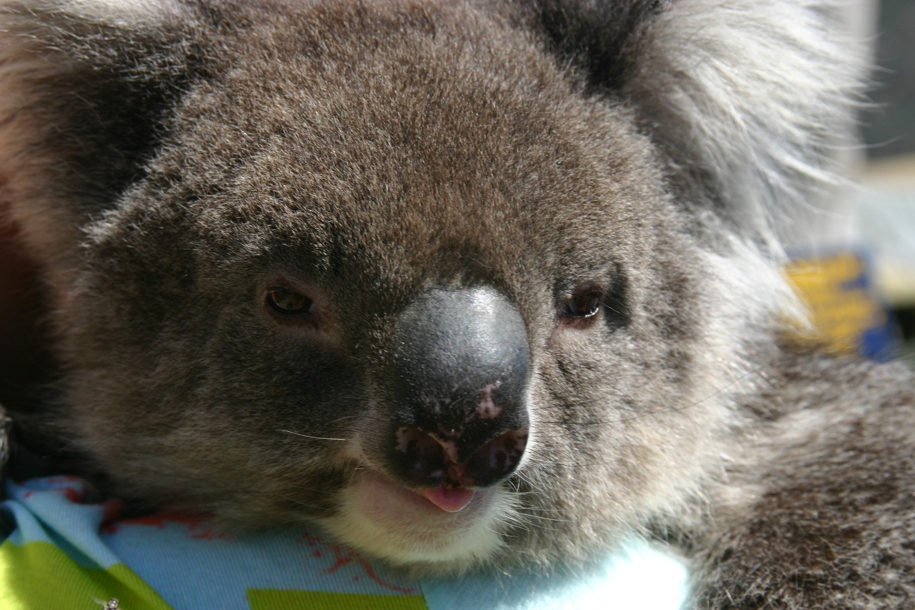 Pretty bear