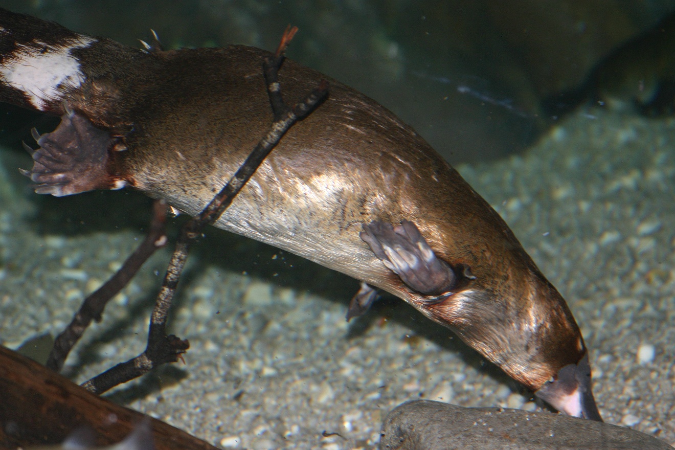 Platypus