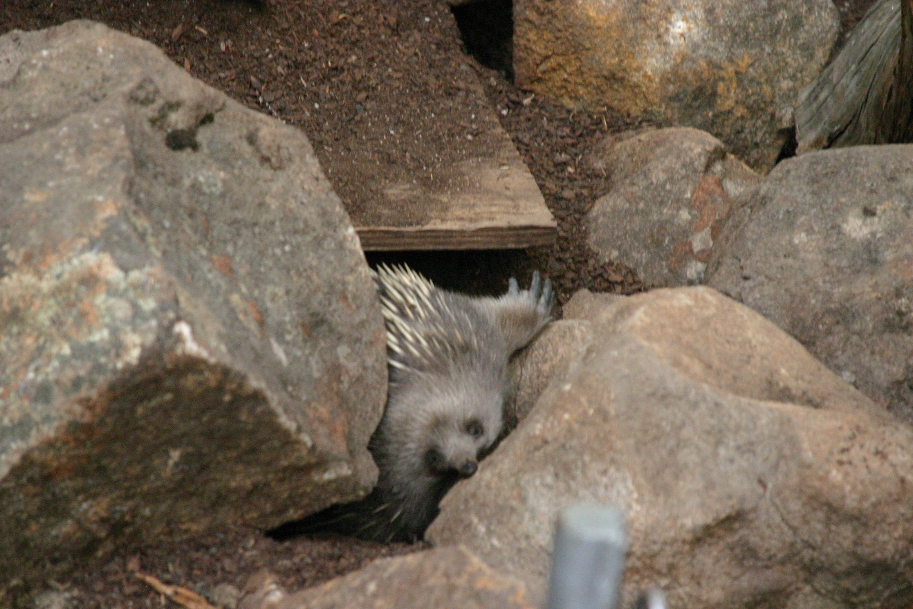 Echidna