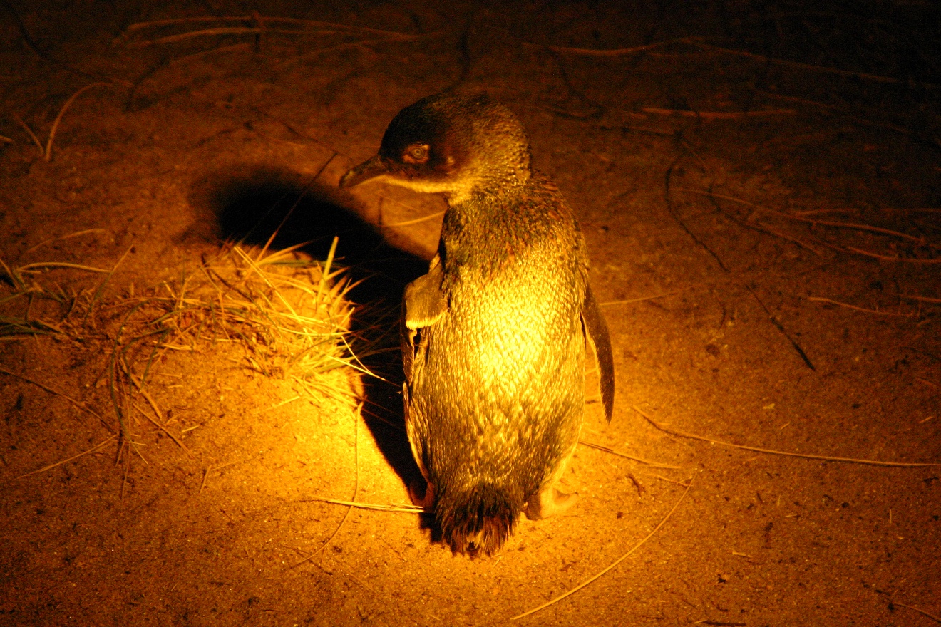 Little penguin