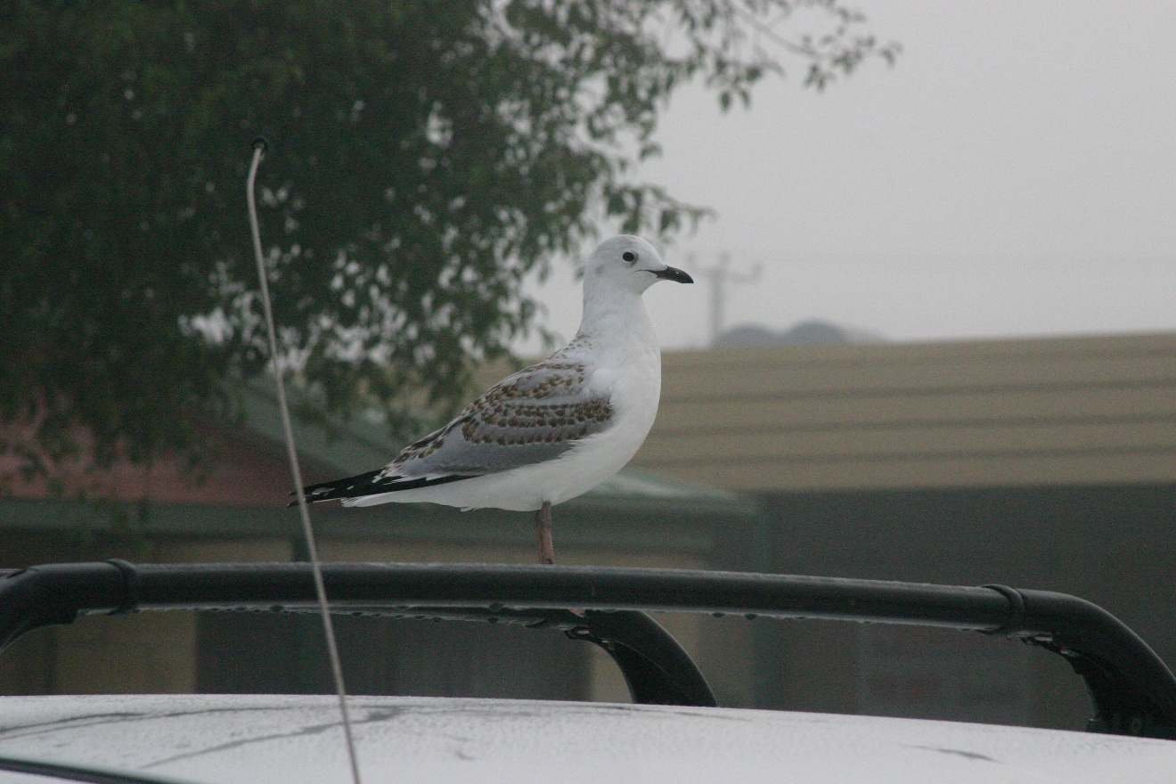 Seagull