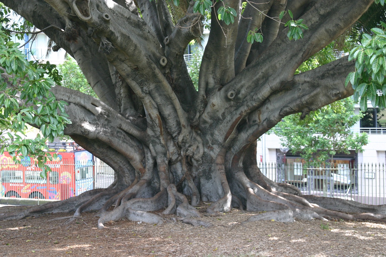 Giant Ficus