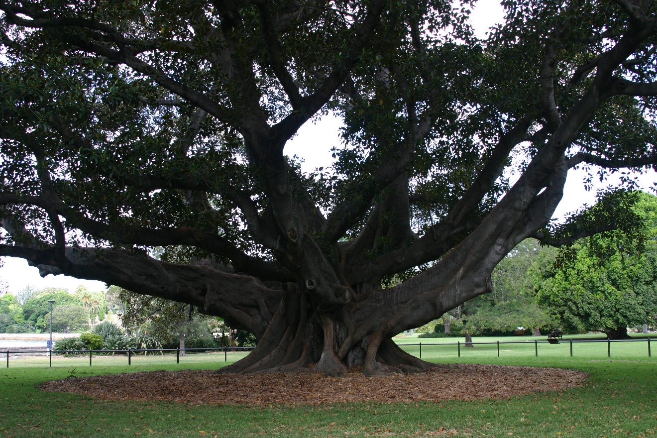 Another Ficus