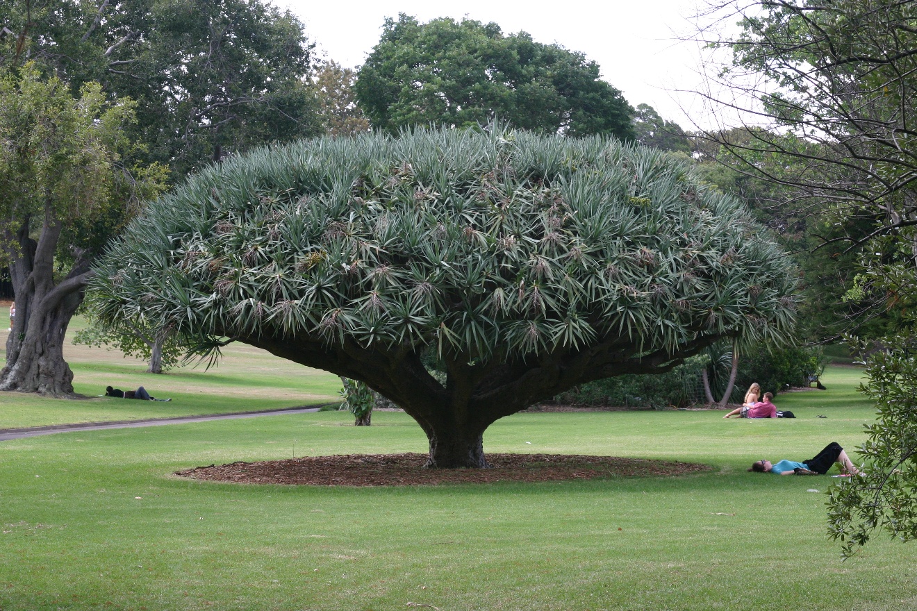 This is not a ficus