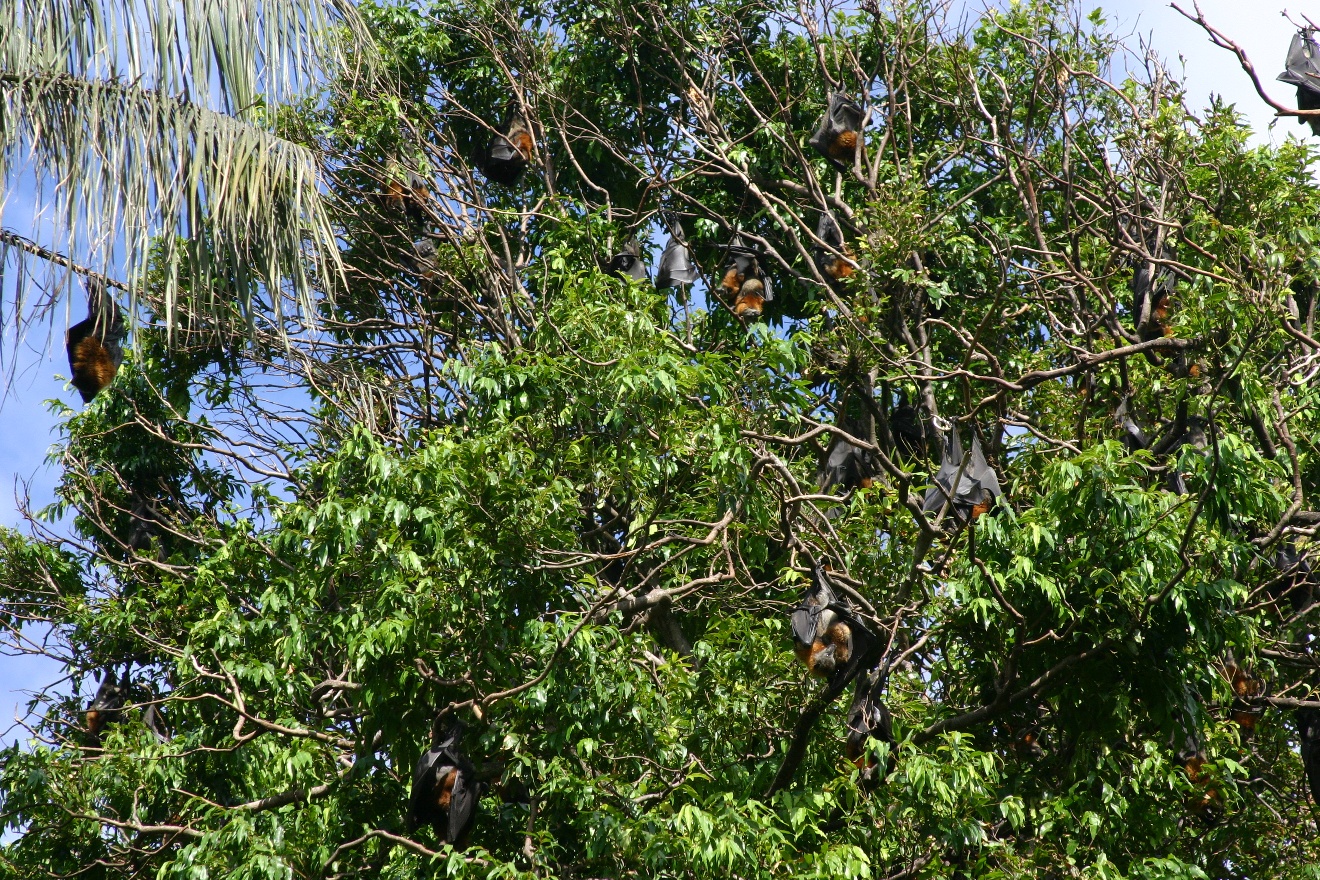 Flying Foxes