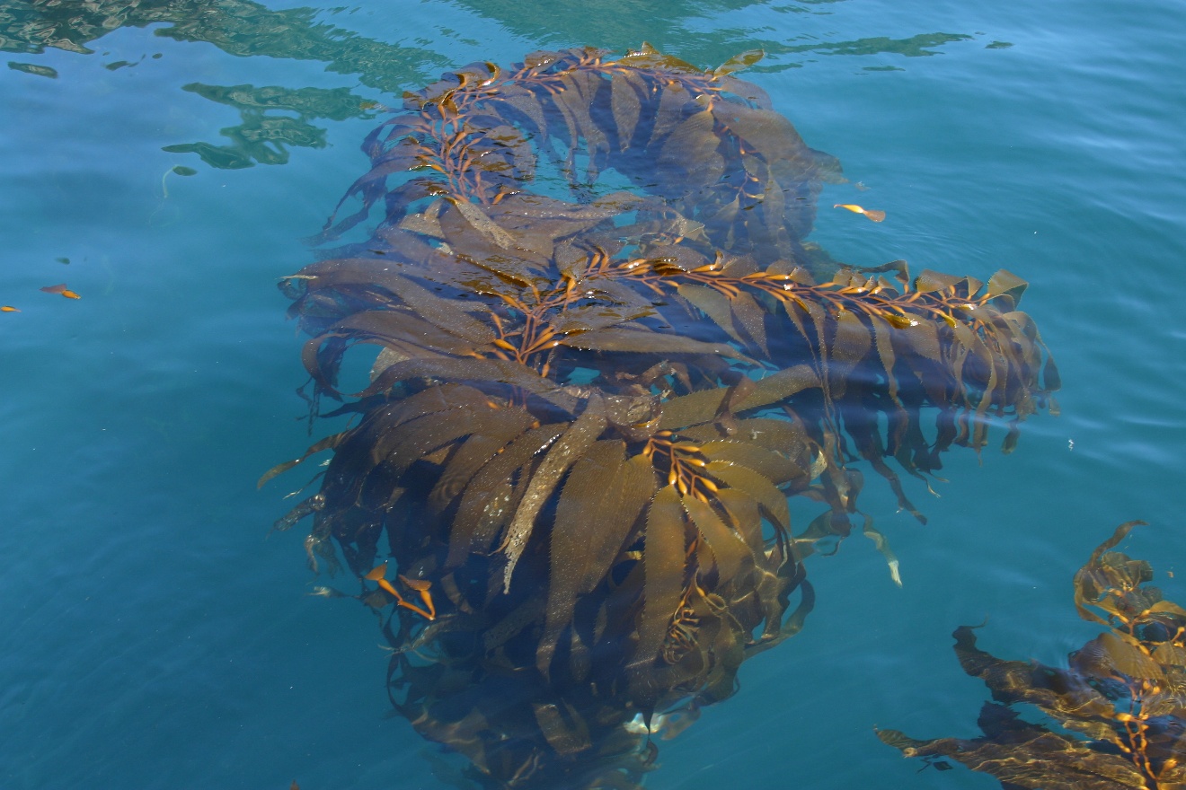 Underwater forest