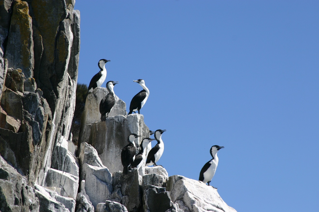 Birds