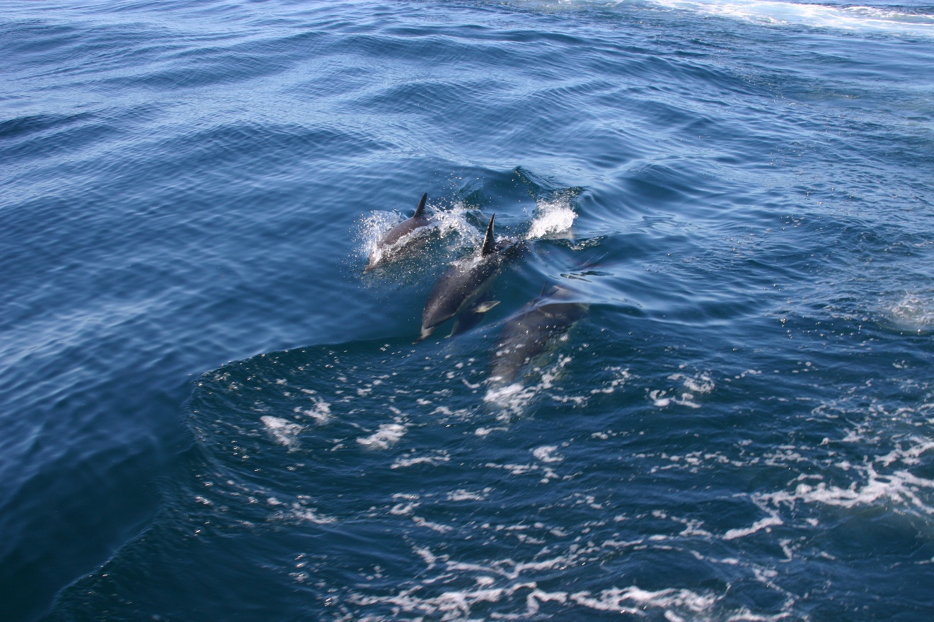 Dolphins