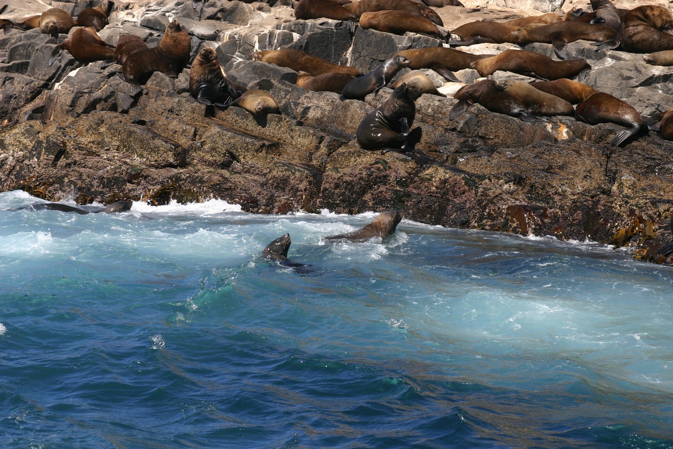 Swimming Seals