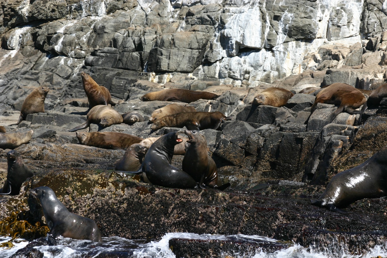 Seals
