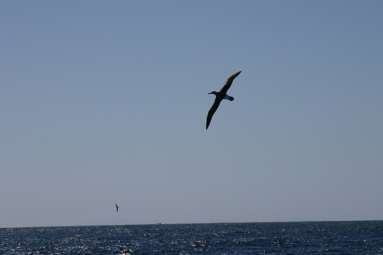 Albatross