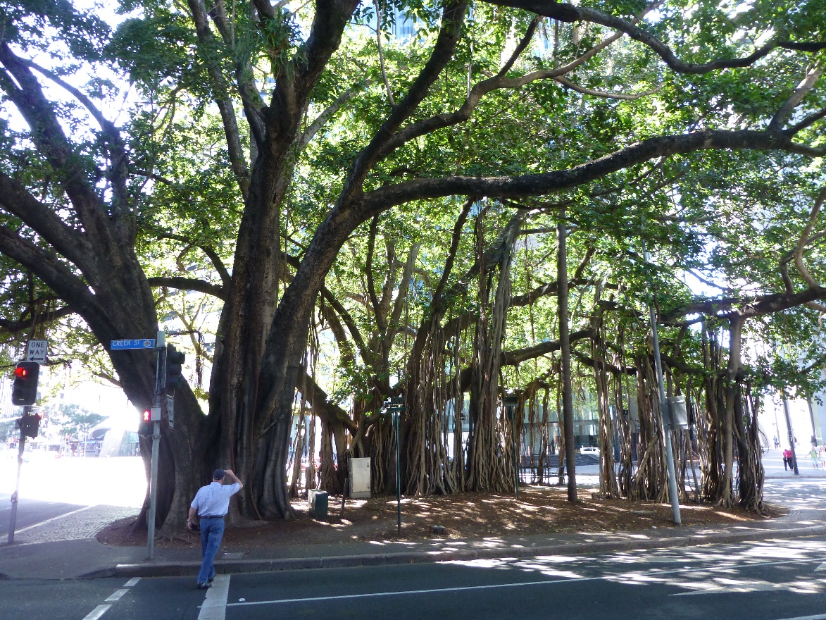 Roots
