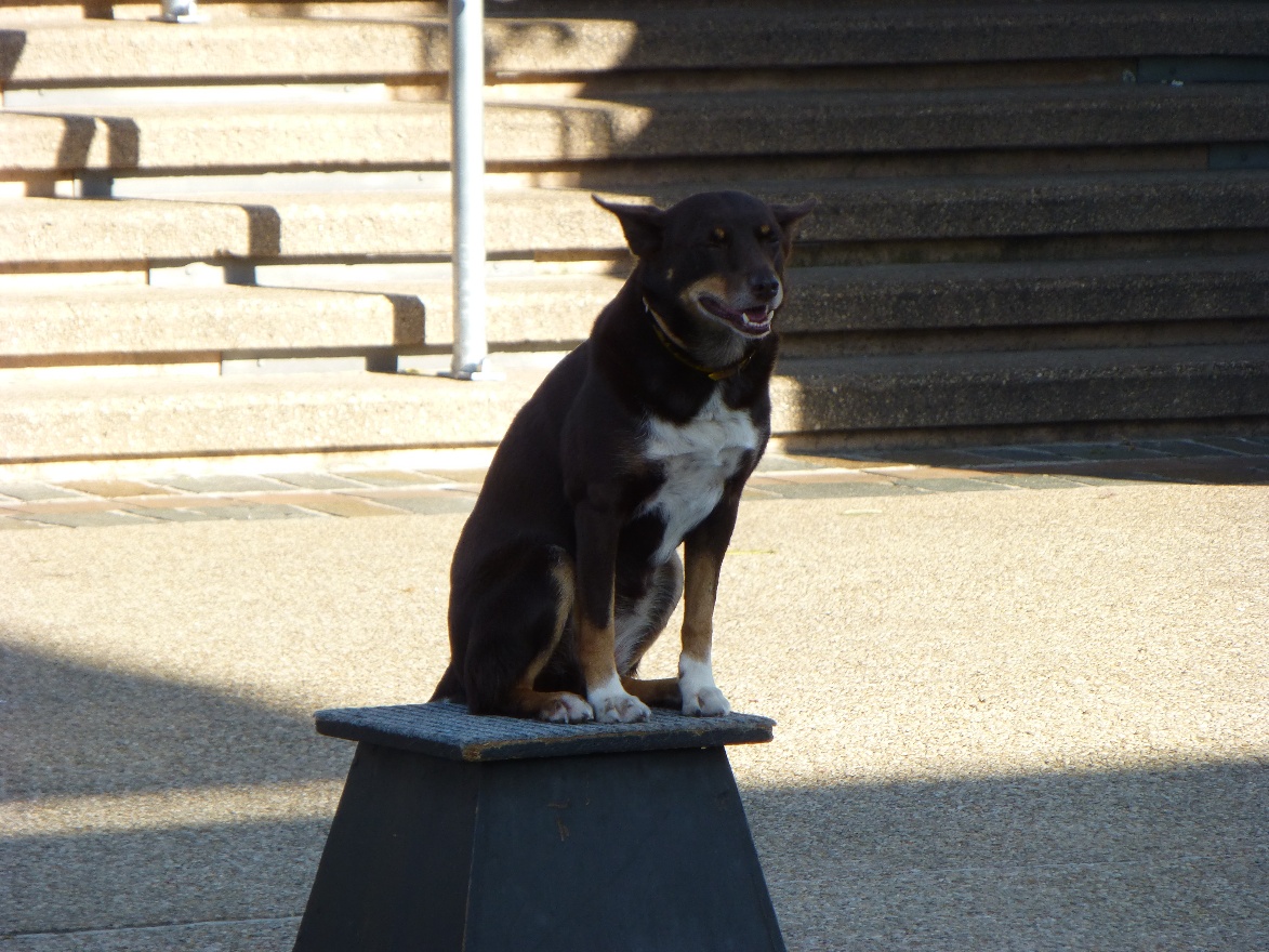 Dog