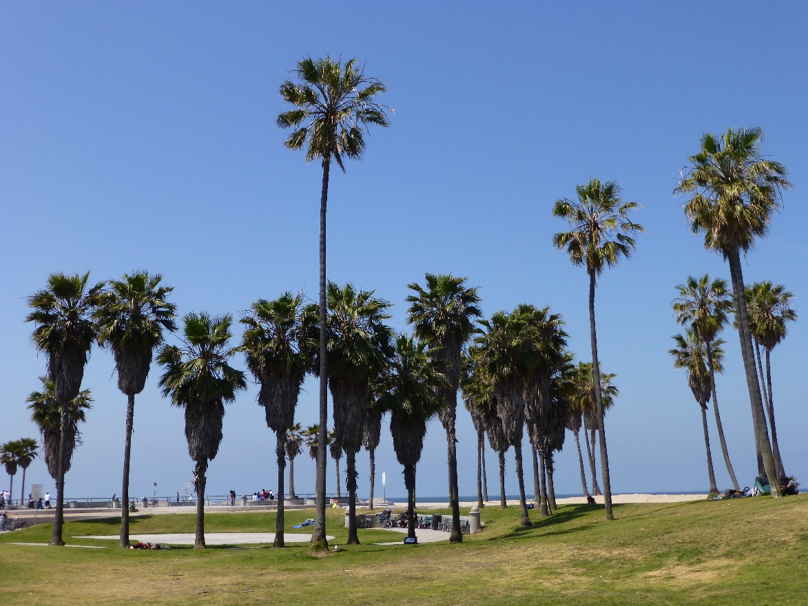 Venice beach