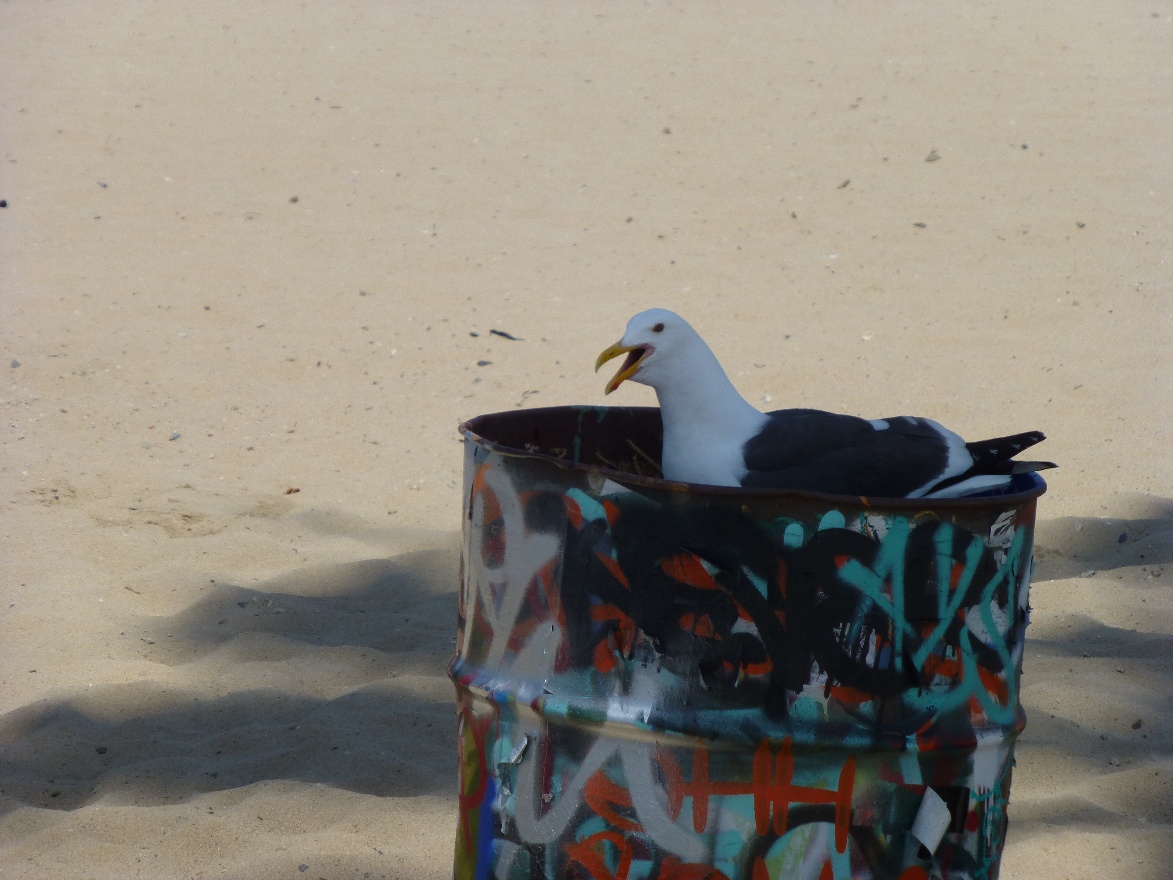 Seagull
