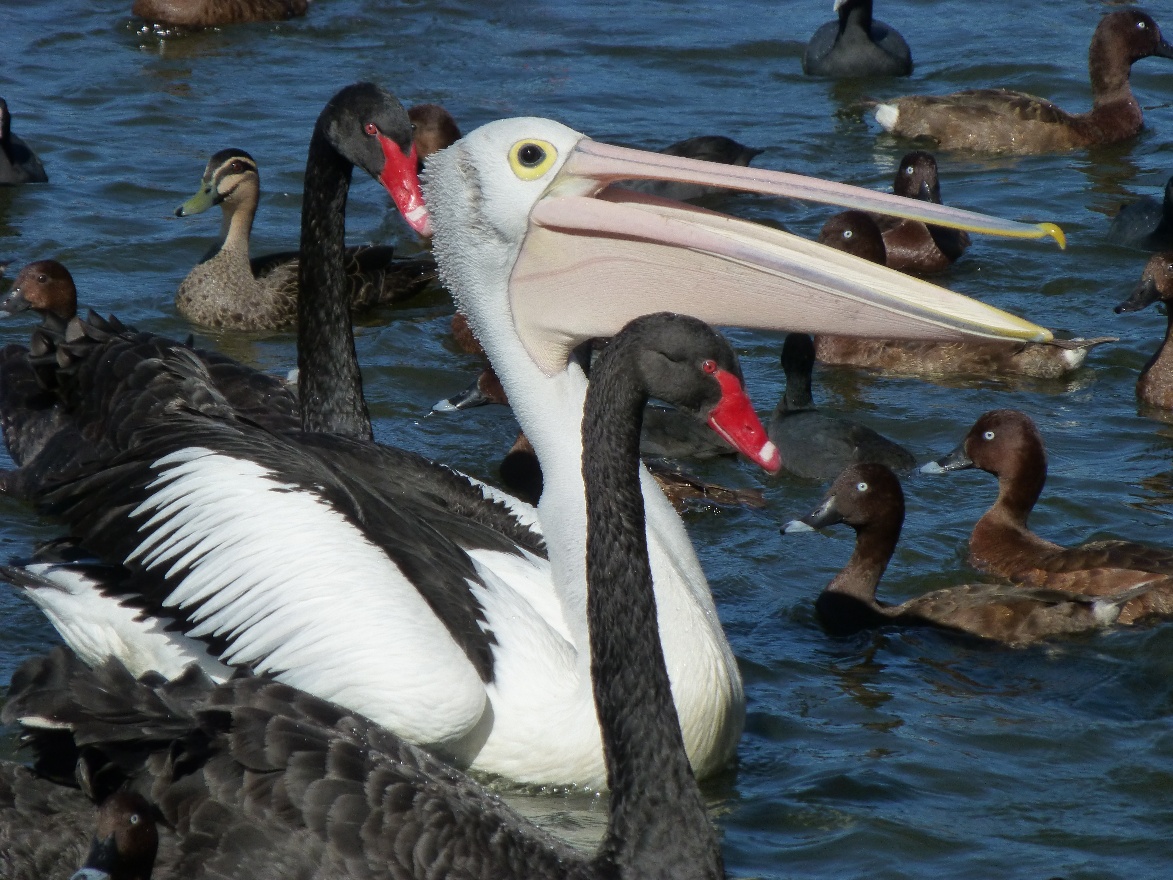 Pelican