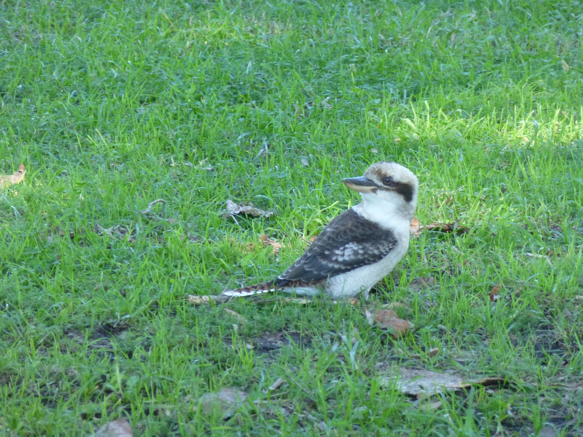 Kookabarra