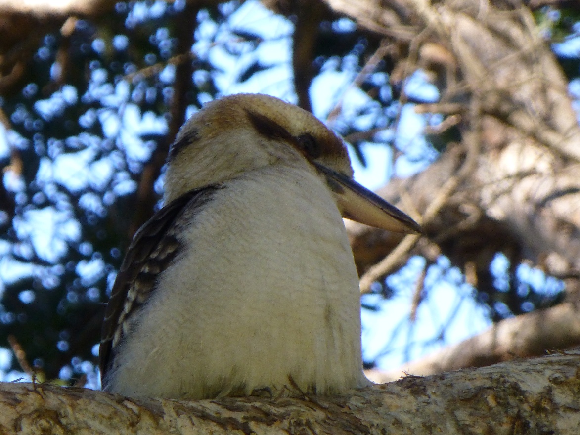 Kookabarra right