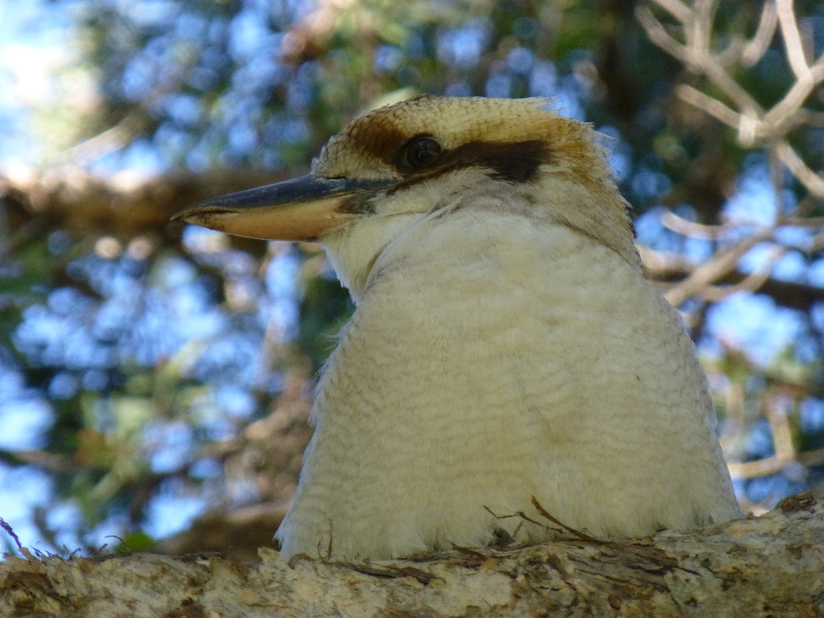 Kookaburra left