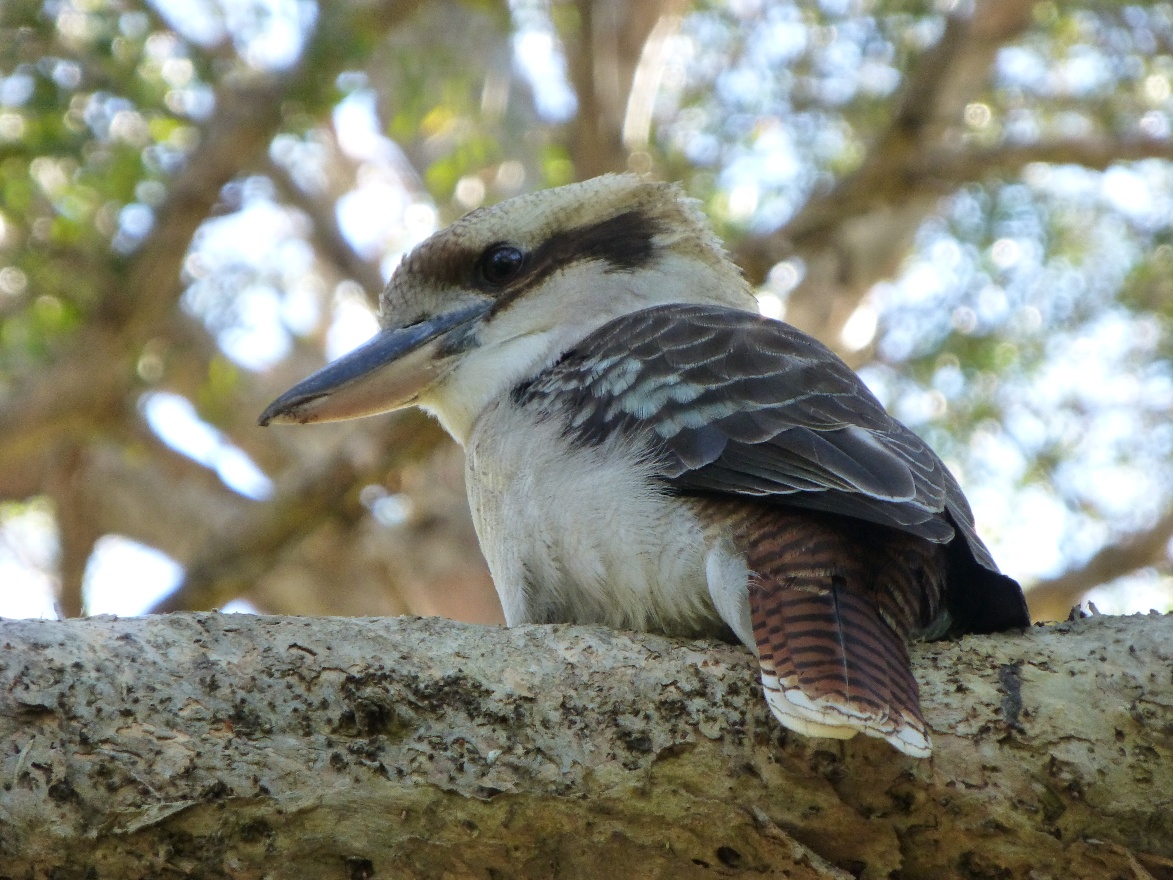 Kookaburra back