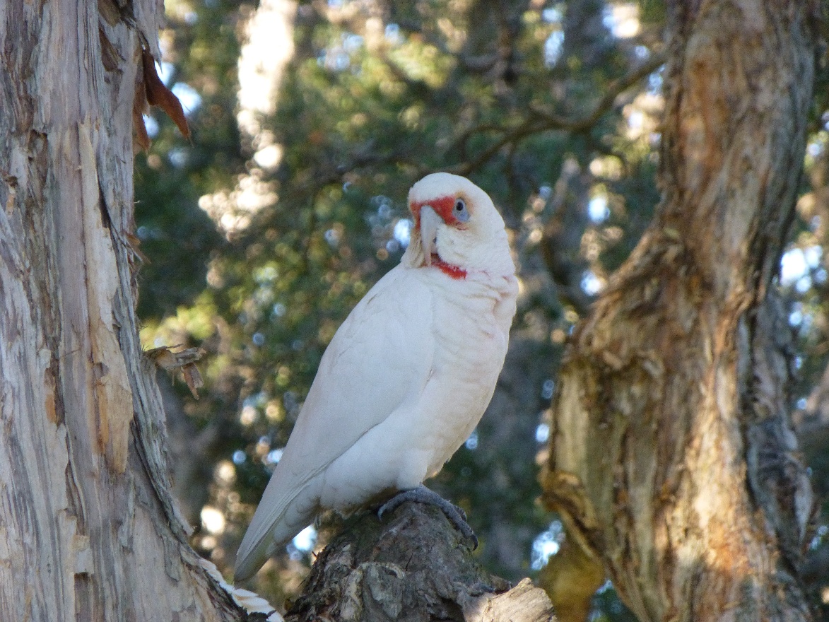 White parrot