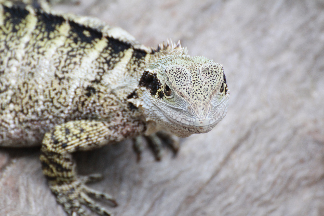 Australian Lizard