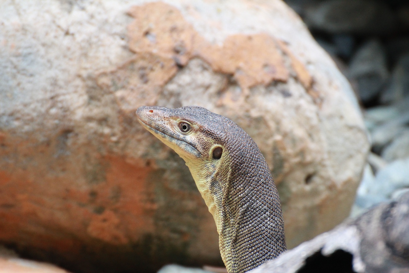 Head