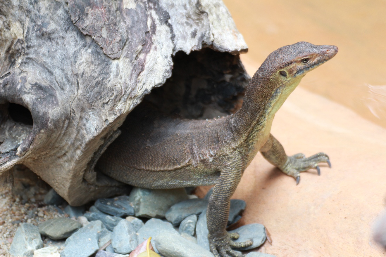Head and arms