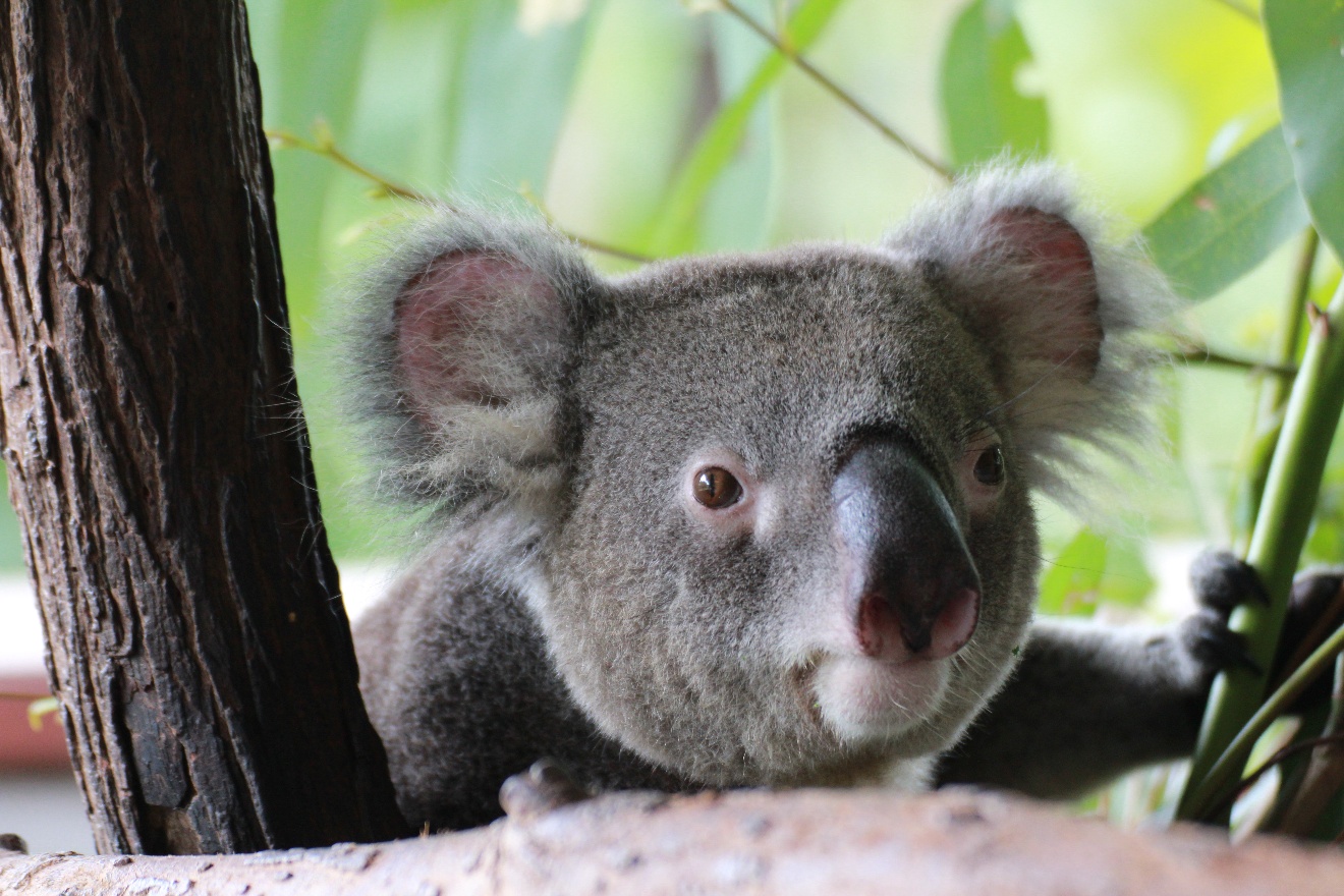 Coala head