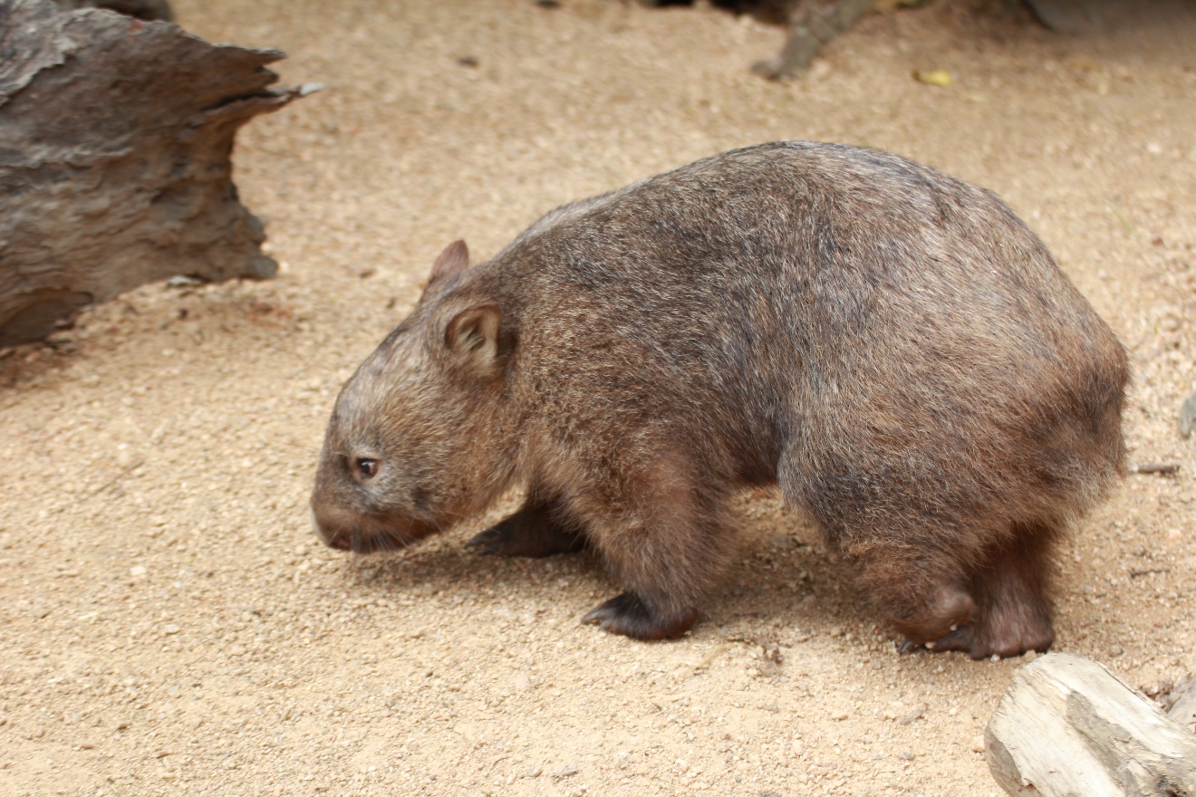 Wombat