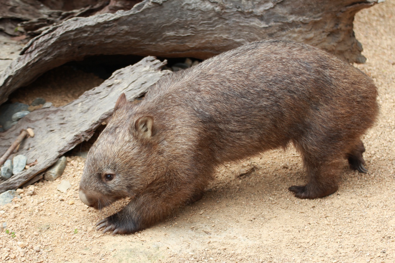 Wombat 2