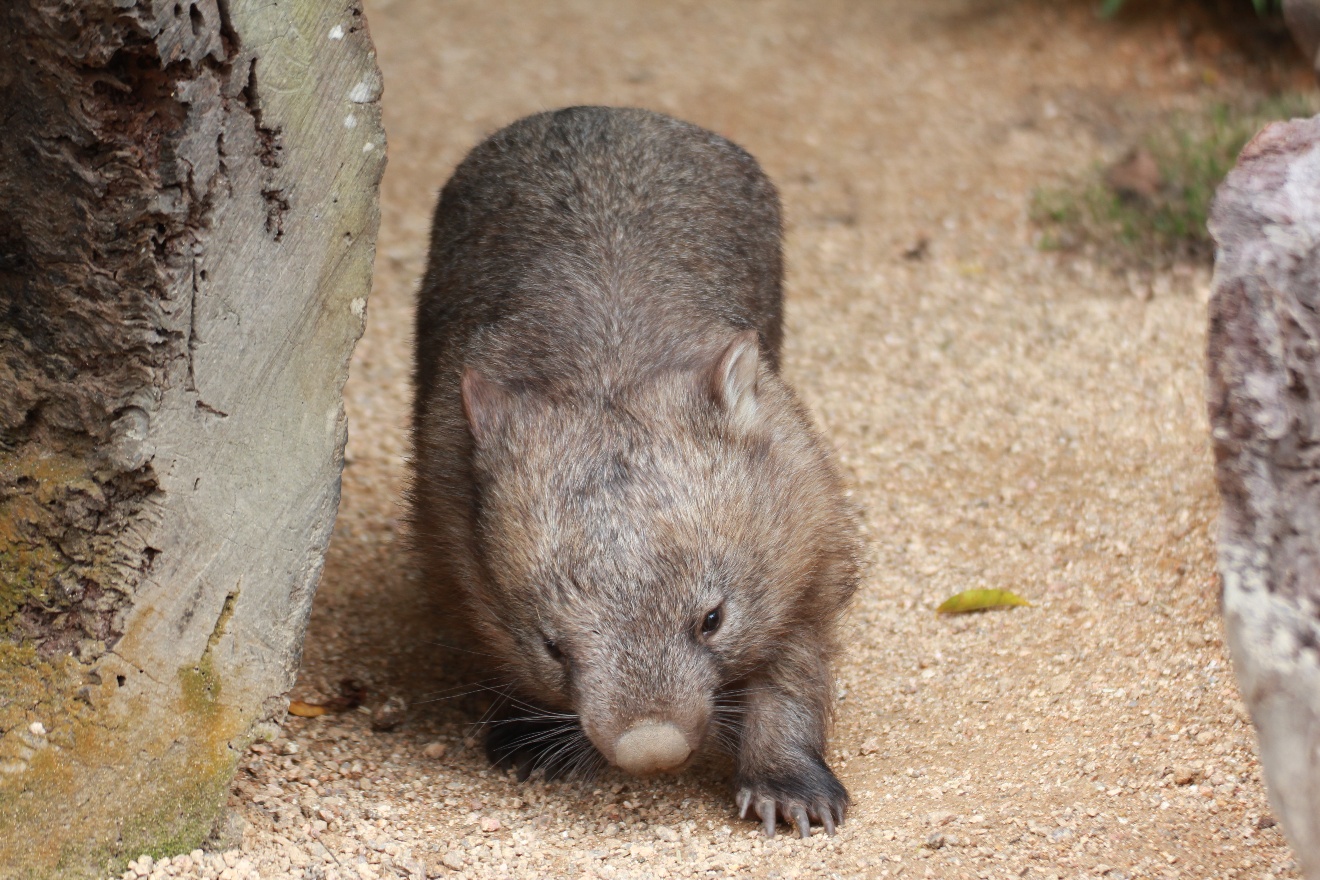 Wombat 3