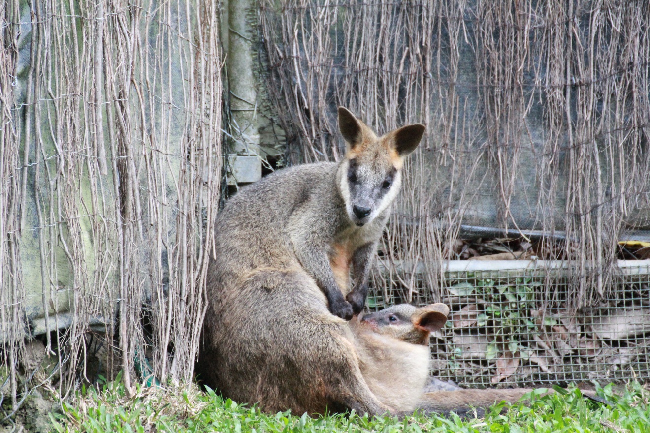 Head