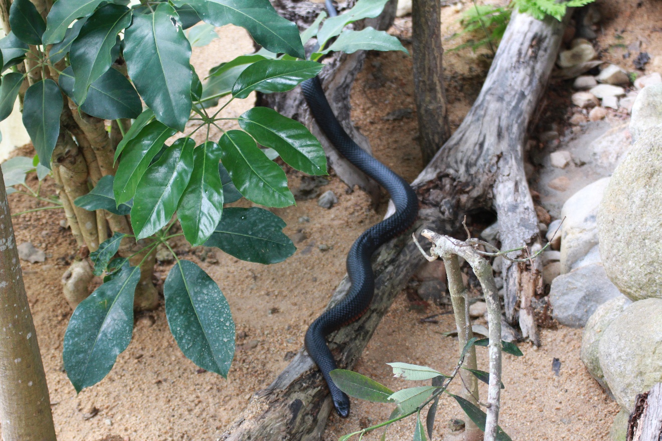 Black snake